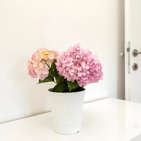 民宿 Matej 比比涅